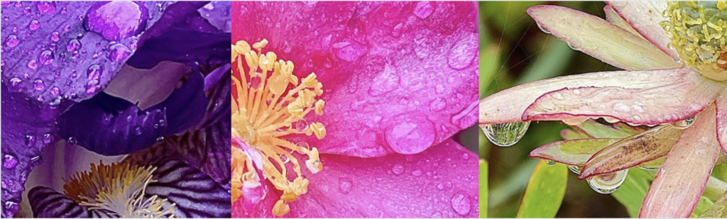 Flowers. Purple. Pink. Yellow